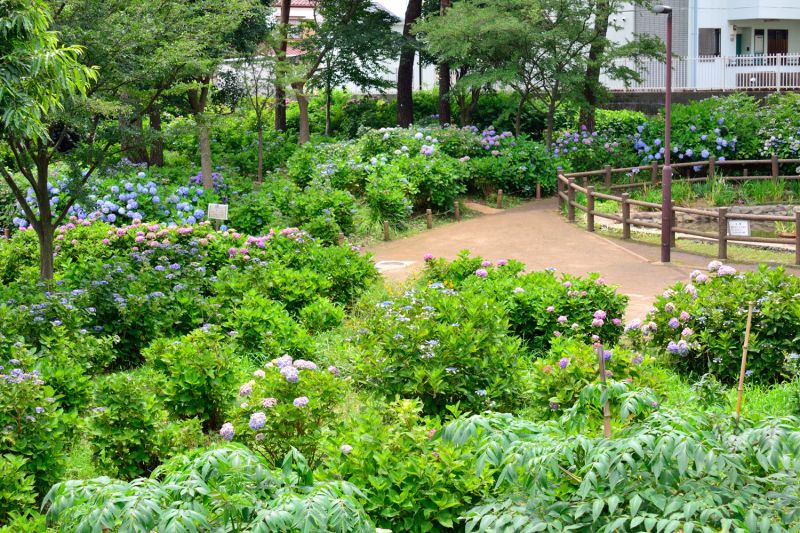 vườn cẩm tú cầu Wonderful Nature Village